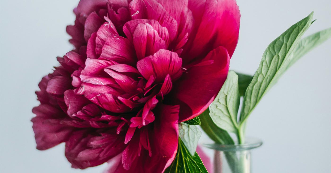 Rödrosa blomma i närbild